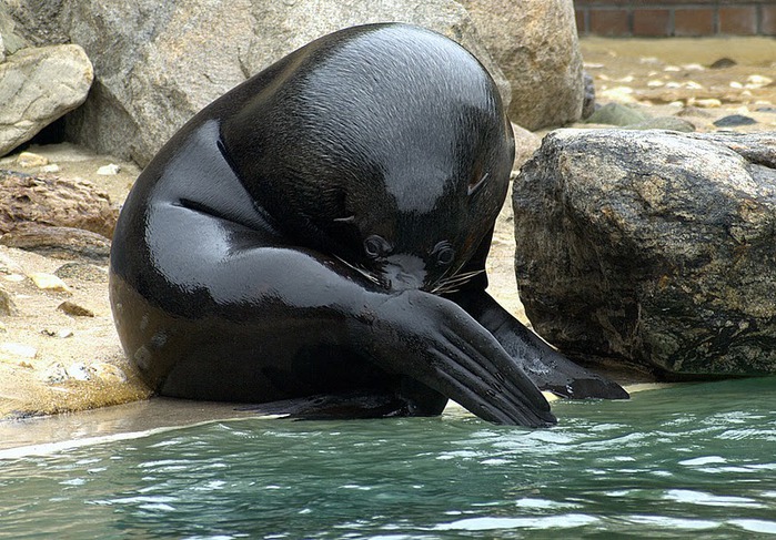 Зоологический сад в Лейпциге (Zoologischer Garten, Leipzig ) 59514