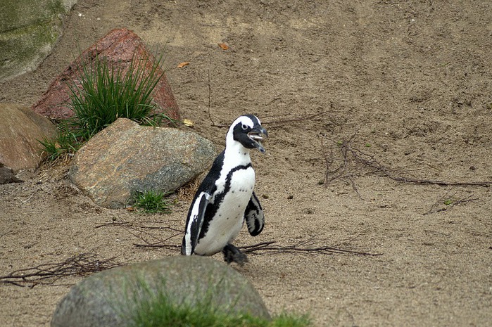 Зоологический сад в Лейпциге (Zoologischer Garten, Leipzig ) 60550