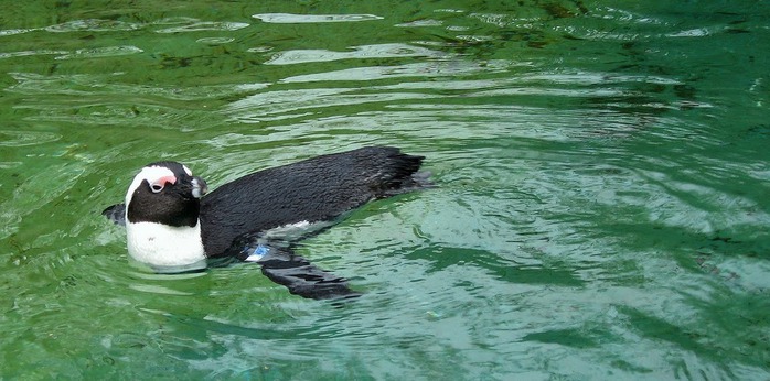 Зоологический сад в Лейпциге (Zoologischer Garten, Leipzig ) 19790