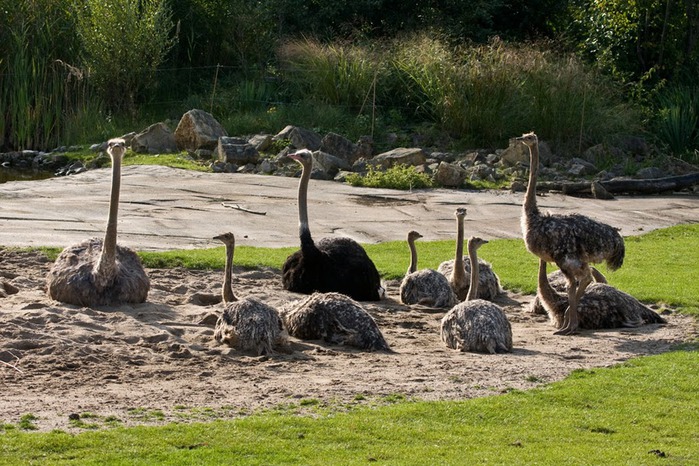 Зоологический сад в Лейпциге (Zoologischer Garten, Leipzig ) 13013