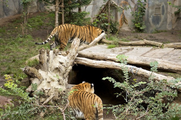 Зоологический сад в Лейпциге (Zoologischer Garten, Leipzig ) 27157