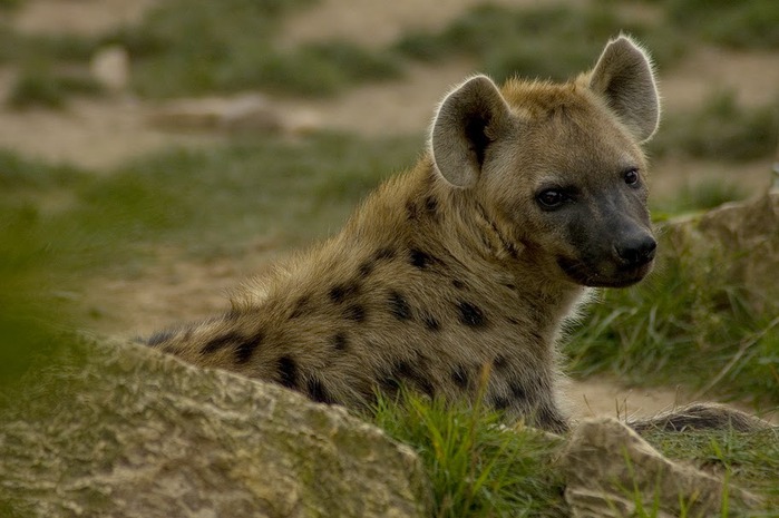 Зоологический сад в Лейпциге (Zoologischer Garten, Leipzig ) 93865