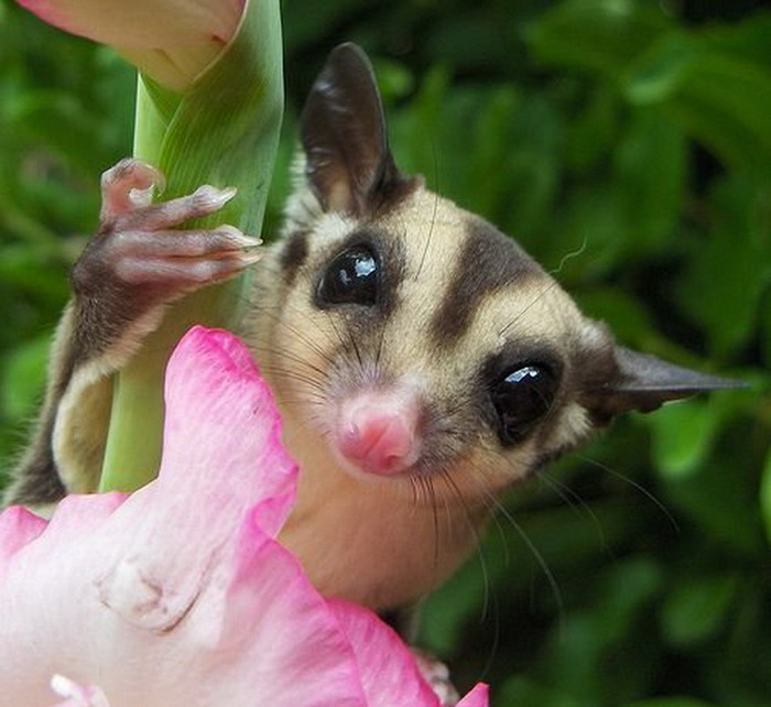 http://img0.liveinternet.ru/images/attach/c/1//62/530/62530640_1226770878_sugar_glider017.jpg