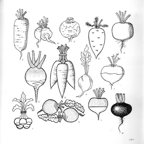 шаблоны рисования овощей