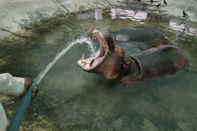 Жара в зоопарках   фото спасающихся животных