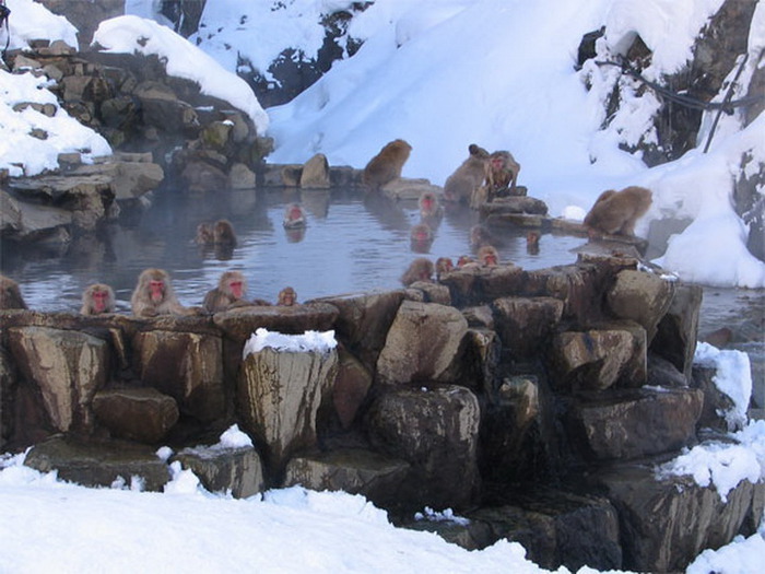 Jigokudani-рай для снежных обезьян (700x525, 109Kb)