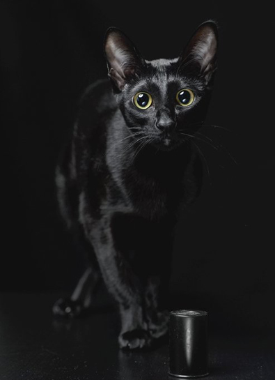 1262605387_black_cat_7_koteiko (395x545, 62 Kb)
