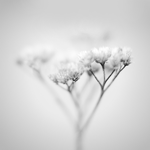  (150x150, 10Kb)