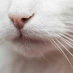  (150x150, 18Kb)