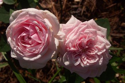 Розовый венец. Розою о розе (о сортах роз). Часть 2. (432x288, 23Kb)