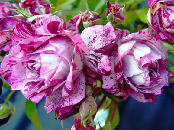 Розовый венец. Розою о розе (о сортах роз). Часть 2. (576x430, 116Kb)