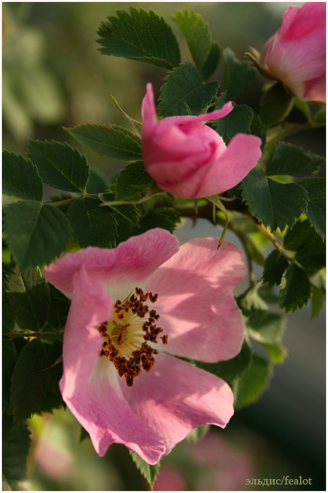 Розовый венец. Розою о розе (о сортах роз). Часть 2. (466x699, 94Kb)