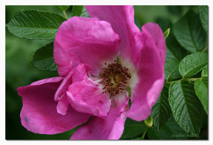 Розовый венец. Розою о розе (о сортах роз). Часть 2. (699x478, 99Kb)