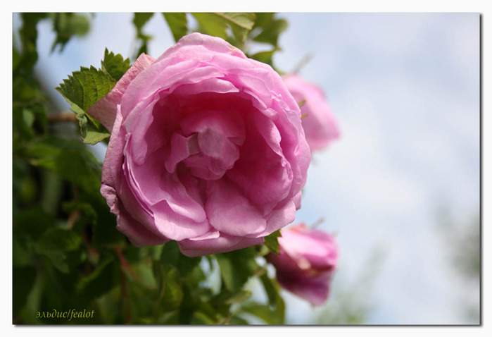 Розовый венец. Розою о розе (о сортах роз). Часть 2. (699x478, 76Kb)