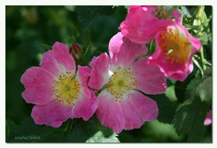 Розовый венец. Розою о розе (о сортах роз). Часть 2. (699x478, 101Kb)