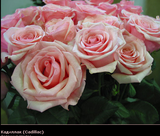Розовый венец. Розою о розе (о сортах роз). Часть 2. (541x459, 84Kb)