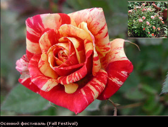 Розовый венец. Розою о розе (о сортах роз). Часть 2. (553x420, 83Kb)