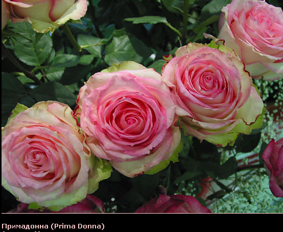 Розовый венец. Розою о розе (о сортах роз). Часть 2. (554x454, 96Kb)