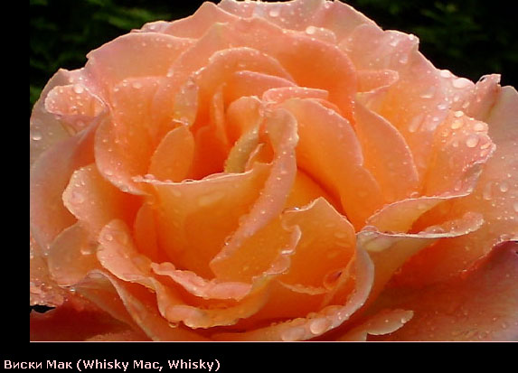 Розовый венец. Розою о розе (о сортах роз). Часть 2. (573x413, 69Kb)