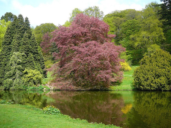 СТОУРХЕД - Stourhead 64279