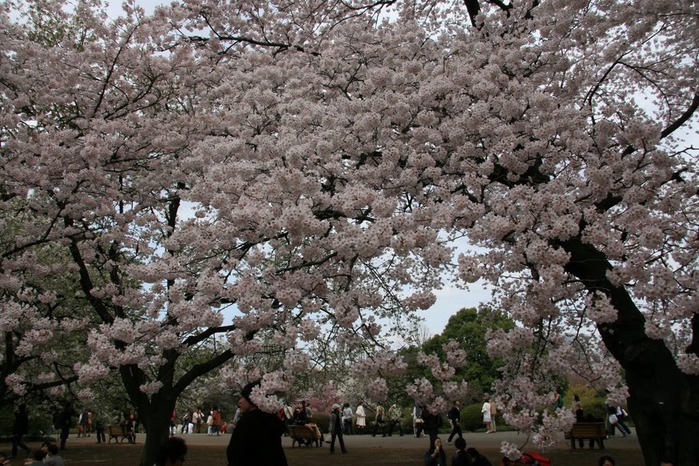 Shinjuku Gyoen - Парк Синдзюку 96040