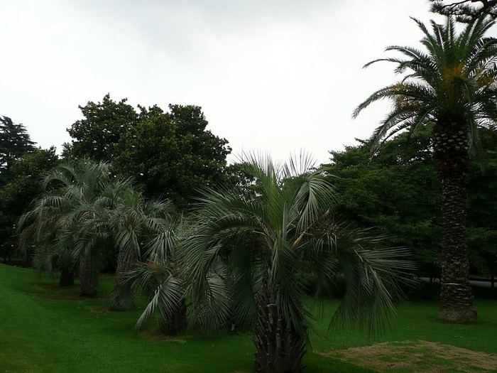 Shinjuku Gyoen - Парк Синдзюку 64864