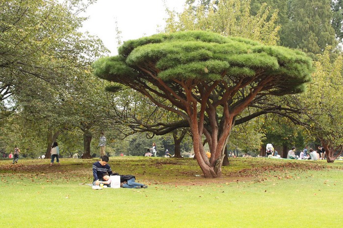 Shinjuku Gyoen - Парк Синдзюку 98003