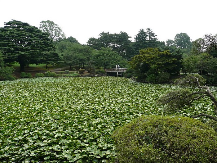 Shinjuku Gyoen - Парк Синдзюку 24313