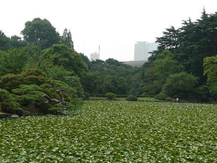 Shinjuku Gyoen - Парк Синдзюку 40617