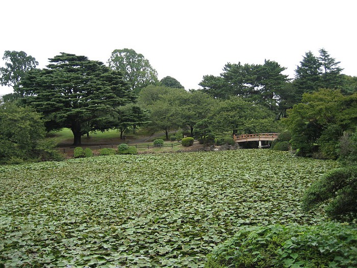 Shinjuku Gyoen - Парк Синдзюку 49314