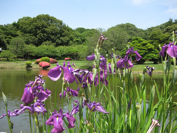 Shinjuku Gyoen - Парк Синдзюку 17201