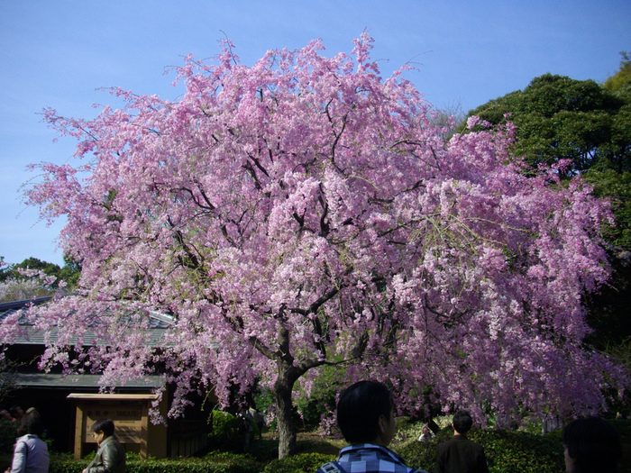 Shinjuku Gyoen - Парк Синдзюку 62064