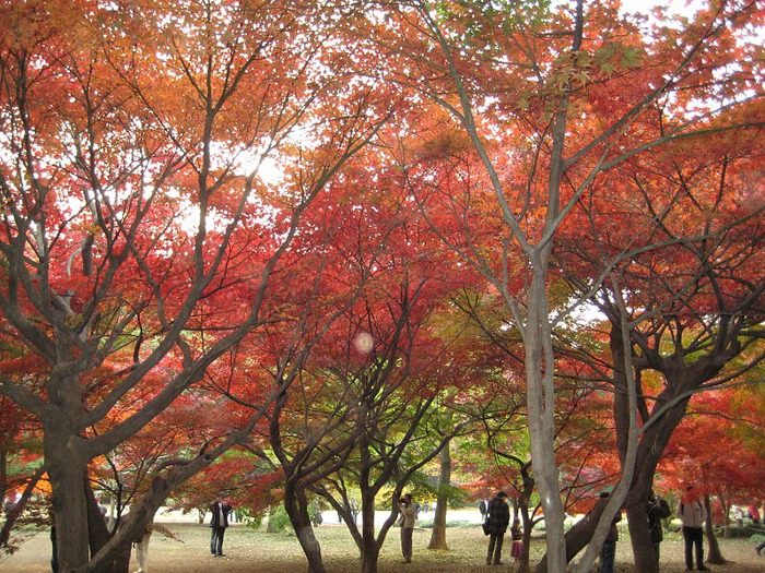 Shinjuku Gyoen - Парк Синдзюку 26313