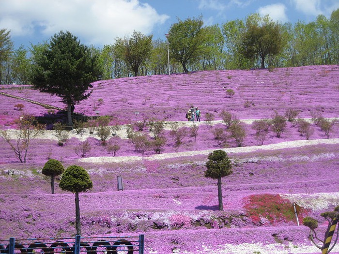 Higashi Mokoto Shibazakura Park 79828