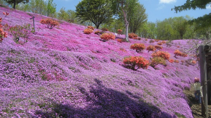 Higashi Mokoto Shibazakura Park 15643