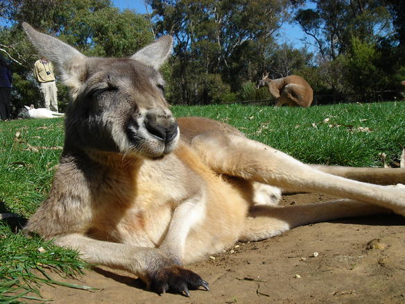 http://img0.liveinternet.ru/images/attach/c/1/45/689/45689945_1246205667_relaxing_kangaroo_galleryfull.jpg