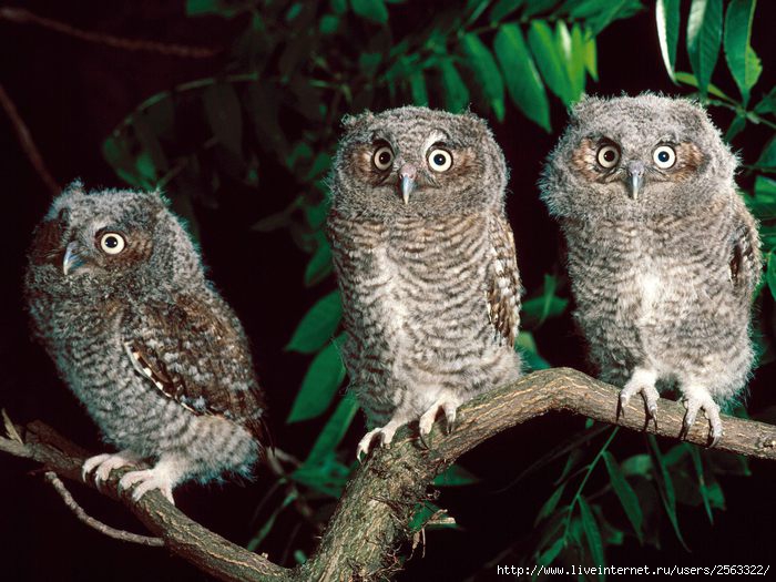 http://img0.liveinternet.ru/images/attach/c/1/54/545/54545108_Trio_of_Screech_Owls_Pennsylvania.jpg