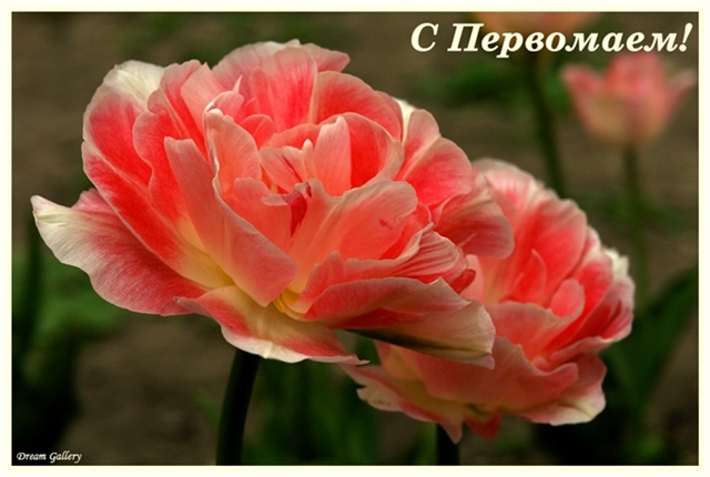 http://img0.liveinternet.ru/images/attach/c/1/58/485/58485564_May16.jpg