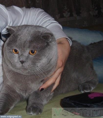 Куплю чистокровную британку, шотландку.