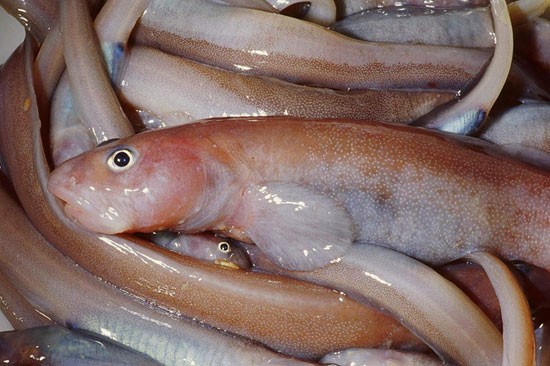 укроп продажа