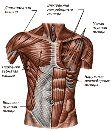 63445265_body.gif