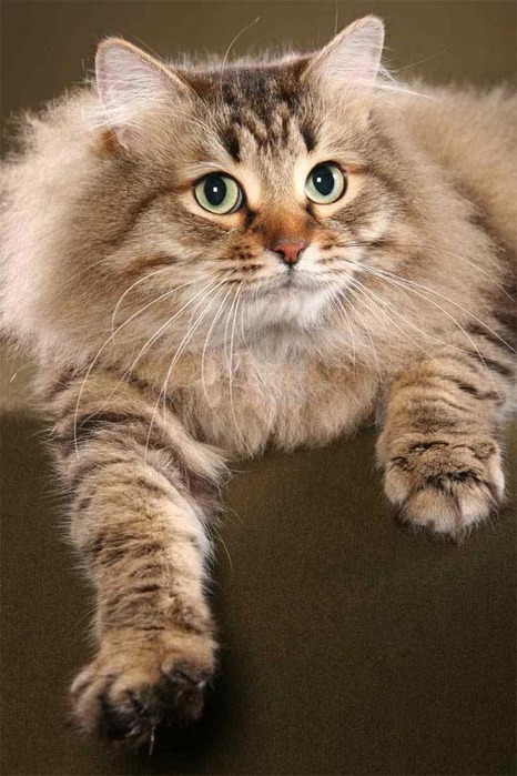 тойгер кошка википедия