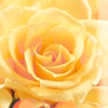 b1b08db835f4781b0c73283e03ee4751 (100x100, 18Kb)
