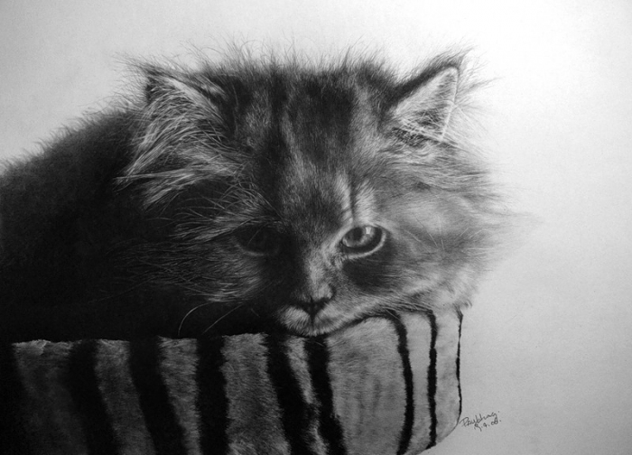 Кошки в карандашных рисунках Пола Лунга. 3518263_2714543_0_22a14_a01440cf_xl1 (700x504, 185Kb)
