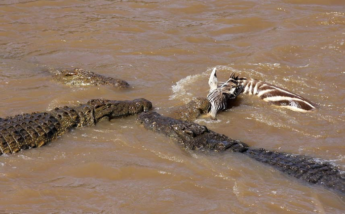 Нападение крокодилов на зебр на реке Мара в Кении