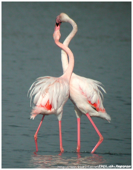 Greater_Flamingo (444x567, 162Kb)
