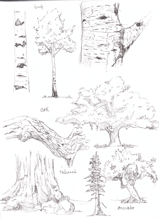 tree_studies_by_paso-d4udiei (519x700, 406Kb)