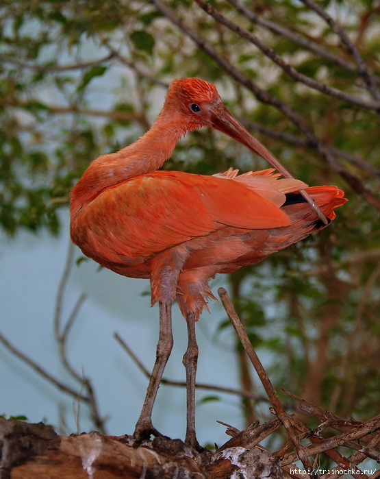 0_6bd86_229beef4_XLScarlet ibis (Eudocimus ruber) - Алый ибис (555x700, 279Kb)