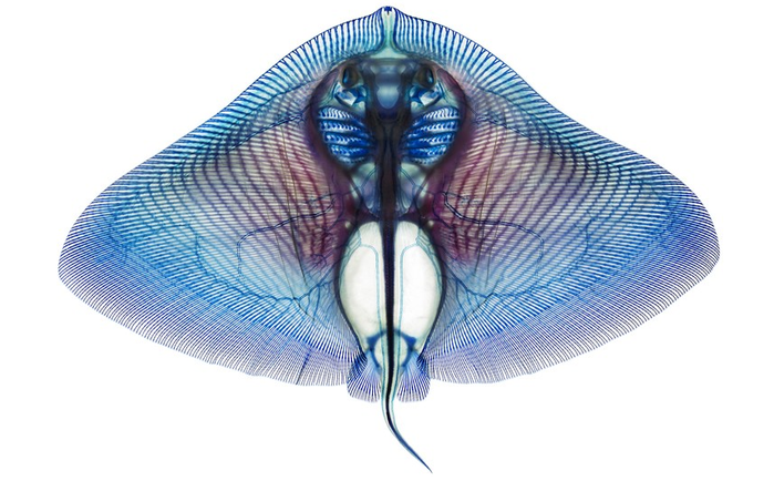 Анатомия рыб в проекте Адама Саммерса (Adam Summers)
