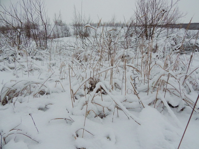 1389640959_DSCN3894 (650x488, 157Kb)